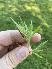 Dichanthelium meridionale