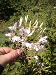 Tarenaya longicarpa