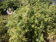 Tarenaya longicarpa