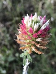 Trifolium vesiculosum