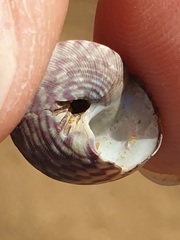 Steromphala umbilicalis