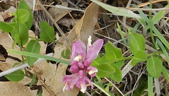 Rhinotropis californica