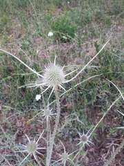 Dipsacus comosus
