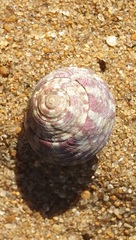 Steromphala umbilicalis