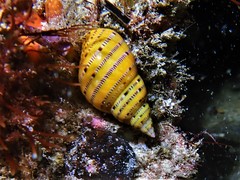 Phasianella australis