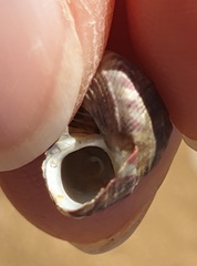 Steromphala umbilicalis