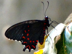 Parides photinus