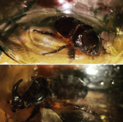 Oryctes nasicornis grypus