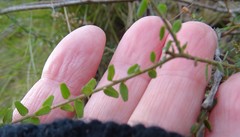 Leionema hillebrandii