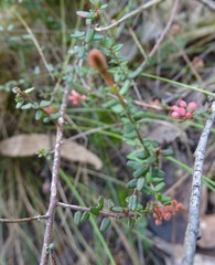 Leionema hillebrandii