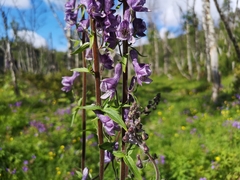 Aconitum septentrionale