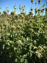 Leonotis nepetifolia nepetifolia