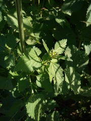 Leonotis nepetifolia nepetifolia