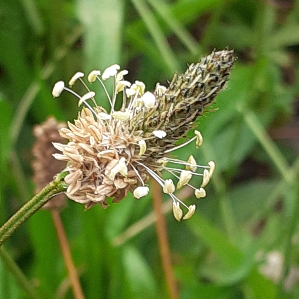 ribwort plantain from Southgate, Crawley, UK on July 24, 2020 at 0150 PM by oliverc29 · iNaturalist