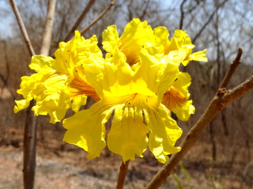 Handroanthus chrysanthus