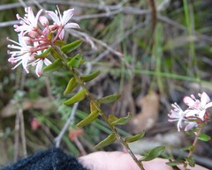 Leionema hillebrandii