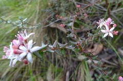 Leionema hillebrandii