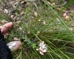 Leionema hillebrandii