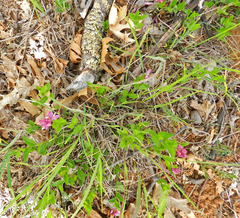 Rhinotropis californica