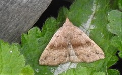 Phalaenostola eumelusalis