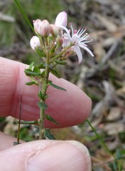 Leionema hillebrandii