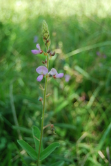 Desmodium subsessile