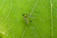 Condylostylus flavipes