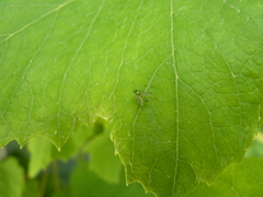 Condylostylus flavipes