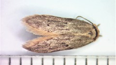 Holcocera chalcofrontella
