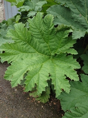 Gunnera tinctoria