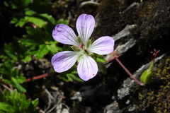 Geranium hayatanum
