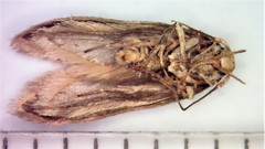 Holcocera chalcofrontella