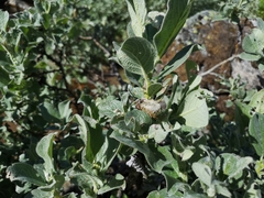 Salix lanata