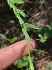 Linum virginianum
