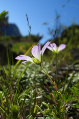 Geranium hayatanum
