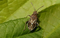 Stictopleurus punctatonervosus