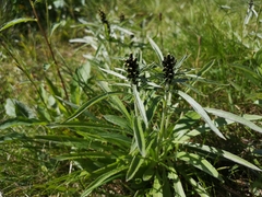 Omalotheca norvegica