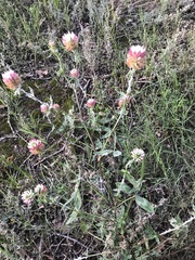 Trifolium vesiculosum