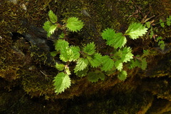 Urtica taiwaniana