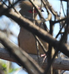 Urocolius indicus indicus