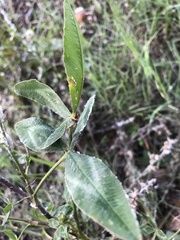 Trifolium vesiculosum