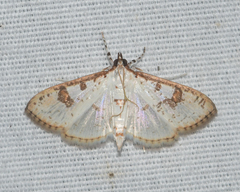 Palpita illibalis