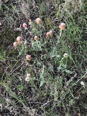 Trifolium vesiculosum