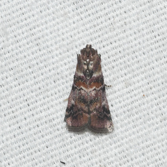 Dioryctria pygmaeella
