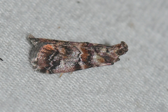 Dioryctria pygmaeella