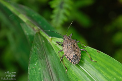 Dalpada nodifera