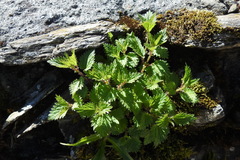 Urtica taiwaniana