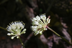 Allium tricoccum