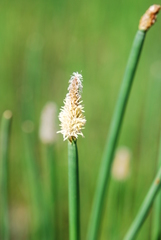 Eleocharis elegans