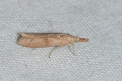 Macrorrhinia endonephele